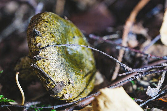 Close up macro of Milk-cap mushroom (Lactarius necator) in the autumn forest