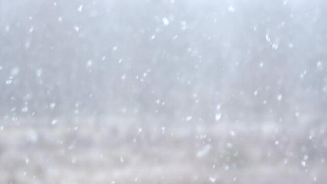 Falling white snowflakes in slow motion. Loop, calm scene, focus, snowfall, snow, drop, frosty, frost, ice, icy, cold, clean, clear, day, wind, windy, bright, intro, view, close up, hd. ProRes 422 HQ.