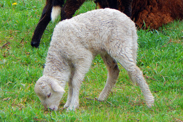 Naklejka premium Grazing Sheep in Green Countryside Field