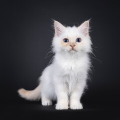 Cute red point Sacred Birman cat kitten, standing facing front. Looking towards camera with blue...
