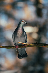 pigeon on a branch