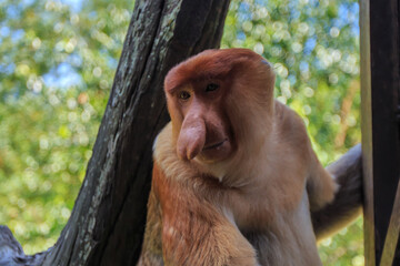 proboscis monkey or nasalis larvatus