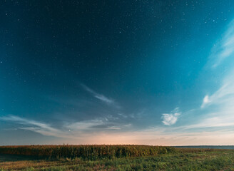Real Night Starry Sky Above corn Field maize Plantation. Natural Glowing Stars Above Rural...