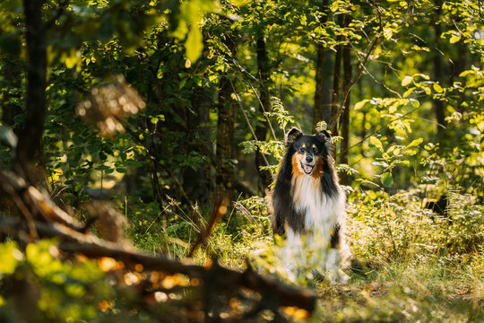 Cute Beautiful Collie In Sunny Summer Forest. Amazing Playful Tricolor Collie. Funny Scottish Collie, Long-haired Collie, English Collie, Lassie Dog Outdoors In Summer Day In Coniferous Pine Forest.