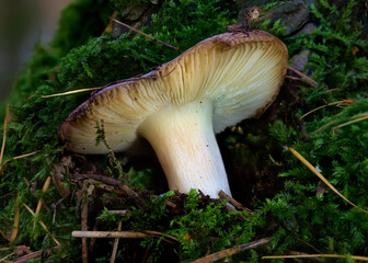A Macro Photograph of a Rusula Mushroom Growing Through Liken in a Forest.