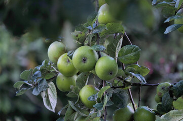 Branche de pommier .