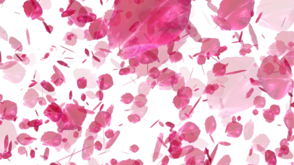 Cherry Blossom falling with transparent background for overlays
