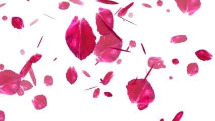 Cherry Blossom falling with transparent background for overlays
