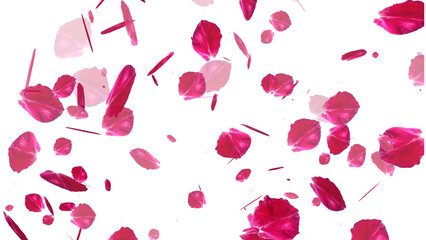 Cherry Blossom falling with transparent background for overlays
