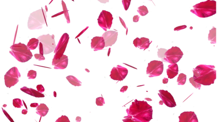 Cherry Blossom falling with transparent background for overlays
