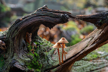 beautiful mushrooms in a frame of an old tree stump at autumn in a forest.