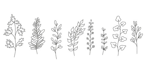 Collection of wild herbs and leaves. Linear vector illustration isolate don white background