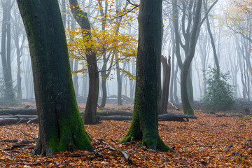 Strong dark beech trees trunk with in de centre a brach with golden-yellow autumn leaves on a misty morning.
