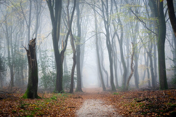 Path in a misty forest at autumn - obrazy, fototapety, plakaty