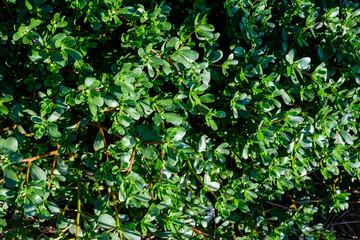 Many vivid green fresh leaves of Portulaca oleracea plant, commonly known as purslane, duckweed, little hogweed or pursley, in a garden in a sunny summer day, beautiful outdoor floral background .