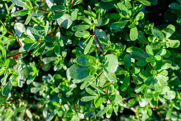 Many vivid green fresh leaves of Portulaca oleracea plant, commonly known as purslane, duckweed, little hogweed or pursley, in a garden in a sunny summer day, beautiful outdoor floral background .