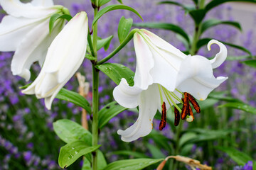 Group of many large white flowers and buds of Lilium or Lily plant in a British cottage style garden in a sunny summer day, beautiful outdoor floral background photographed with soft focus.