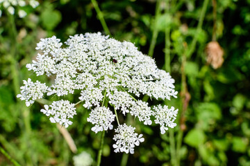 Many delicate white flowers of Anthriscus sylvestris wild perennial plant, commonly known as cow beaked parsley, wild chervil or keck in a forest, outdoor floral background.