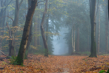 Cold misty morning in an autumn forest, kind of spooky.