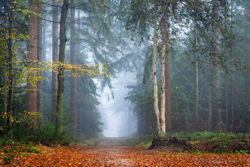 Beautiful morning mist scene in an autumn forest. A path between pine and birch trees.