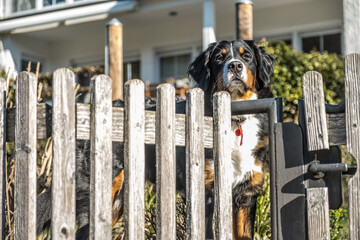 Berner Sennenhund schaut neugierig über Holzzaun