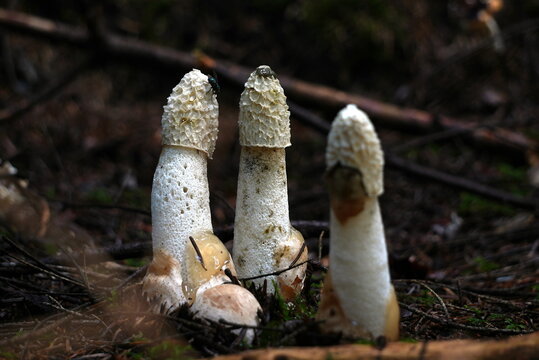 Three Stinkhorns mushrooms in the forest with flies on it