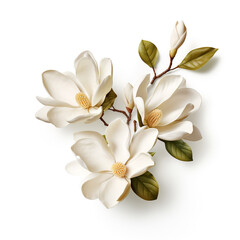 magnolia sprig with blooming flowers on a white background