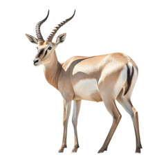 impala antelope isolated on white - obrazy, fototapety, plakaty