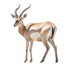 Fotobehang impala antelope isolated on white © Andrii