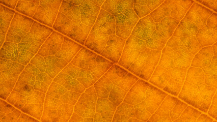 Başlık: Close-up Orange, Textured Leaf, Macro  