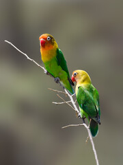 Two Fischer's Lovebird on tree branch against blur background