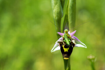 Close up of a little green grasshopper hugging flower of a woodcock bee orchid or woodcock orchid ( Ophrys scolopax ). Selective focus