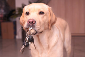 Blonde Labrador holds a bunch of keys in her mouth