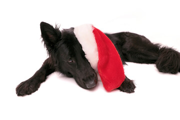 Black Old German Shepherd is lying with a drooping Christmas hat around its ear