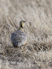 Yellow-throated Sandgrouse standing on dry grass in savannah of Tanzania 