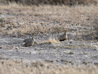 Two Yellow-throated Sandgrouse standing on dry grass in savannah of Tanzania 