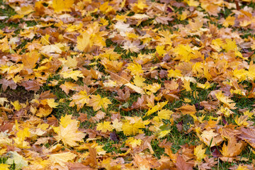 A visual feast of colorful leaves falling on tree branches or on the ground in autumn