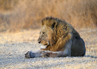 Male lion resting in savannah of Tanzania in early morning, closeup portrait