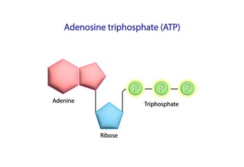 Adenosine Triphosphate (ATP) molecule. Adenine, Ribose and triphosphate. Energy production. Scientific Design. Vector Illustration. - obrazy, fototapety, plakaty