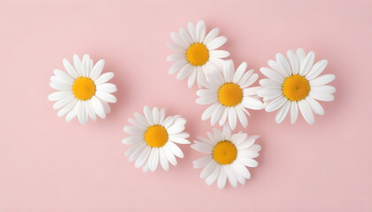 White daisies on a pink background. Flat lay, top view. Generative AI