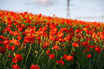 Endless Red Poppies at Sunset