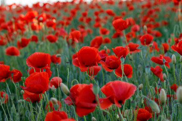 Obraz premium Vivid Red Poppies in Summer Bloom