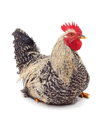 Small brown cock.