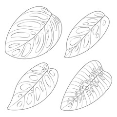 Set of black and white illustrations with monstera creeper plant leaves. Isolated vector objects on white background.