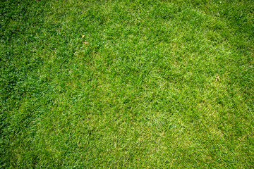 Green grass background texture