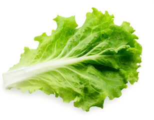 Ein Blatt Salat isoliert auf weißem Hintergrund, Freisteller 