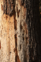 tree trunk with clear signs for the presence of bark beatles - obrazy, fototapety, plakaty