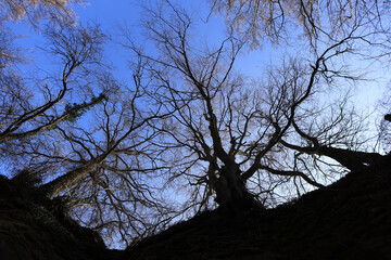 photographed from bottom to top: Image of a bare tree and blue sky