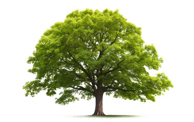 Fototapeta na wymiar Graceful Canopy Vibrant Green Leaves Adorn Majestic Beech Tree Isolated on Transparent Background PNG.