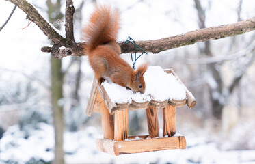 Curious adorable squirrel with orange fur on top of a wooden tree house in urban park during winter...